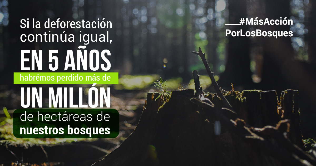 Más Acción por los Bosques 2