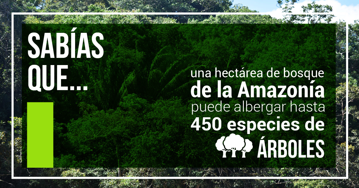Más Acción por los Bosques 3